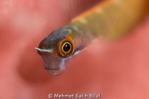 Tailspot blenny on the barrel sponge. by Mehmet Salih Bilal 